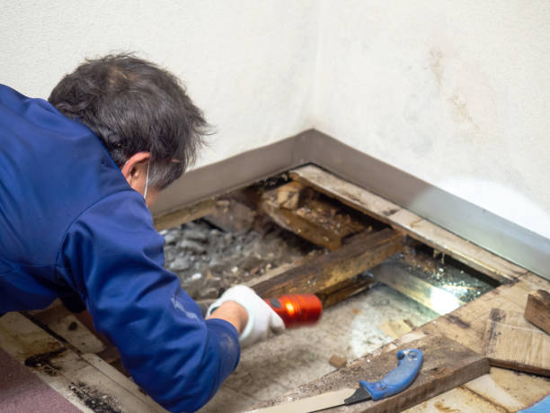 Best Mold Remediation for Specific Building Types in South Coventry, CT