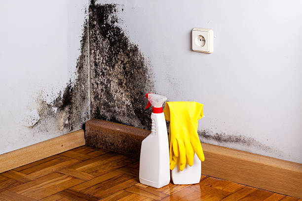 Localized Mold Remediation (e.g., coastal areas, humid climates)